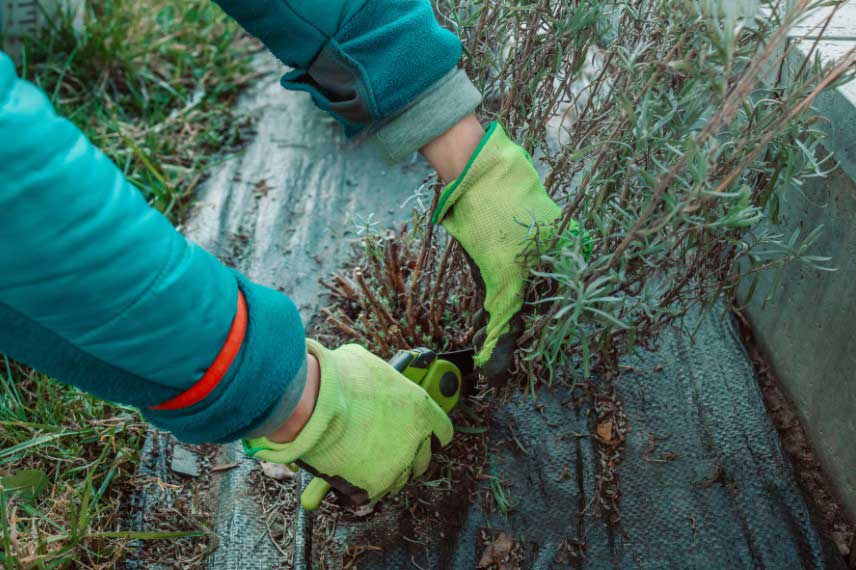 Comment tailler une lavande pour la rajeunir