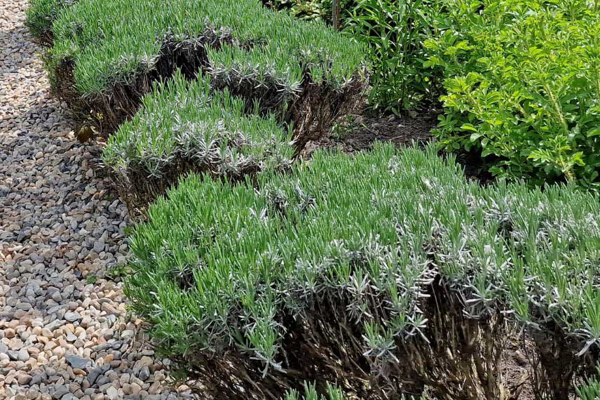 Lavandes dégarnies, ayant besoin d'être taillées