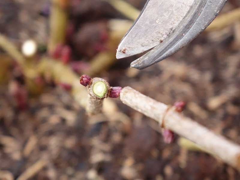 Sureau, Sambucus - Comment tailler