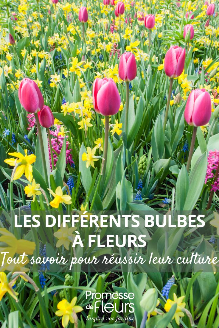 Tulipes, jonquilles et muscaris