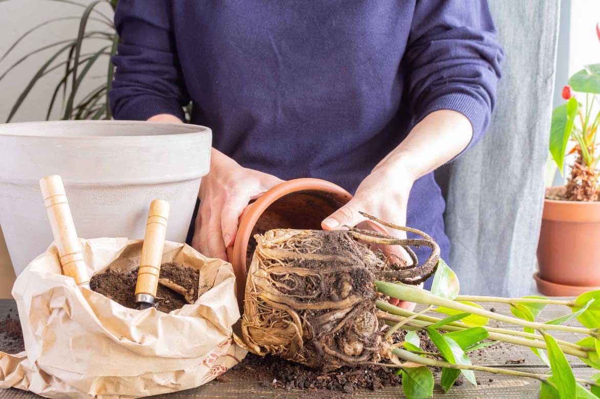 Le rempotage du Zamioculcas