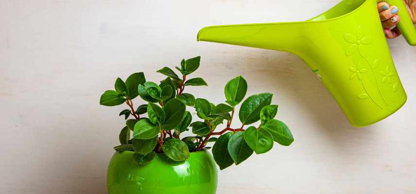 entretien du peperomia printemps