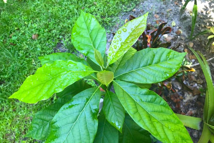 un jeune plant d'avocat au jardin
