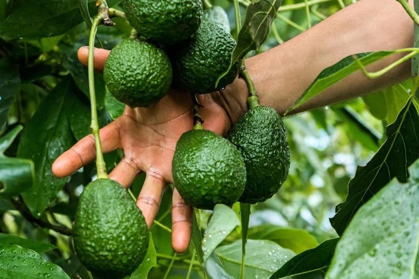 Persea americana 'Hass'