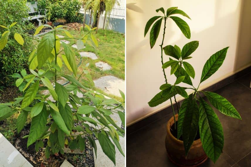 deux avocatiers, l'un au jardin, l'autre en pot