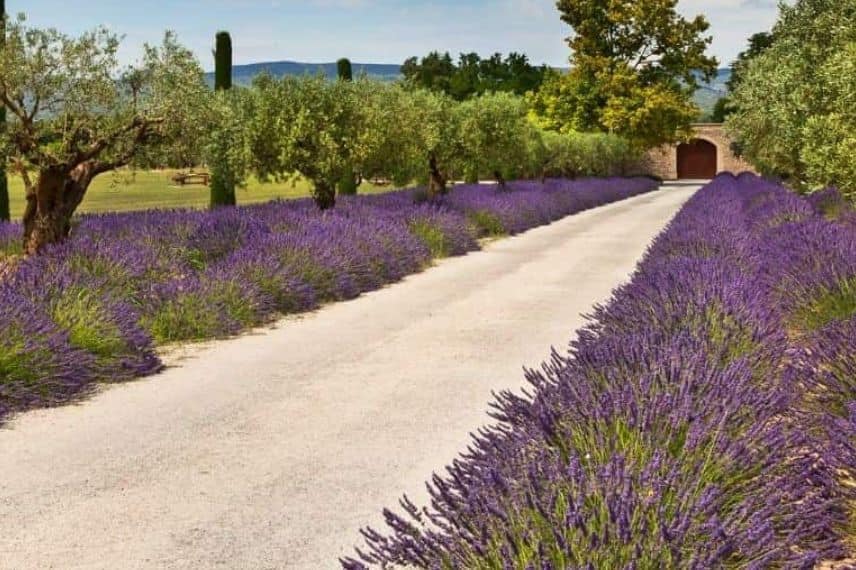 une allée de lavande