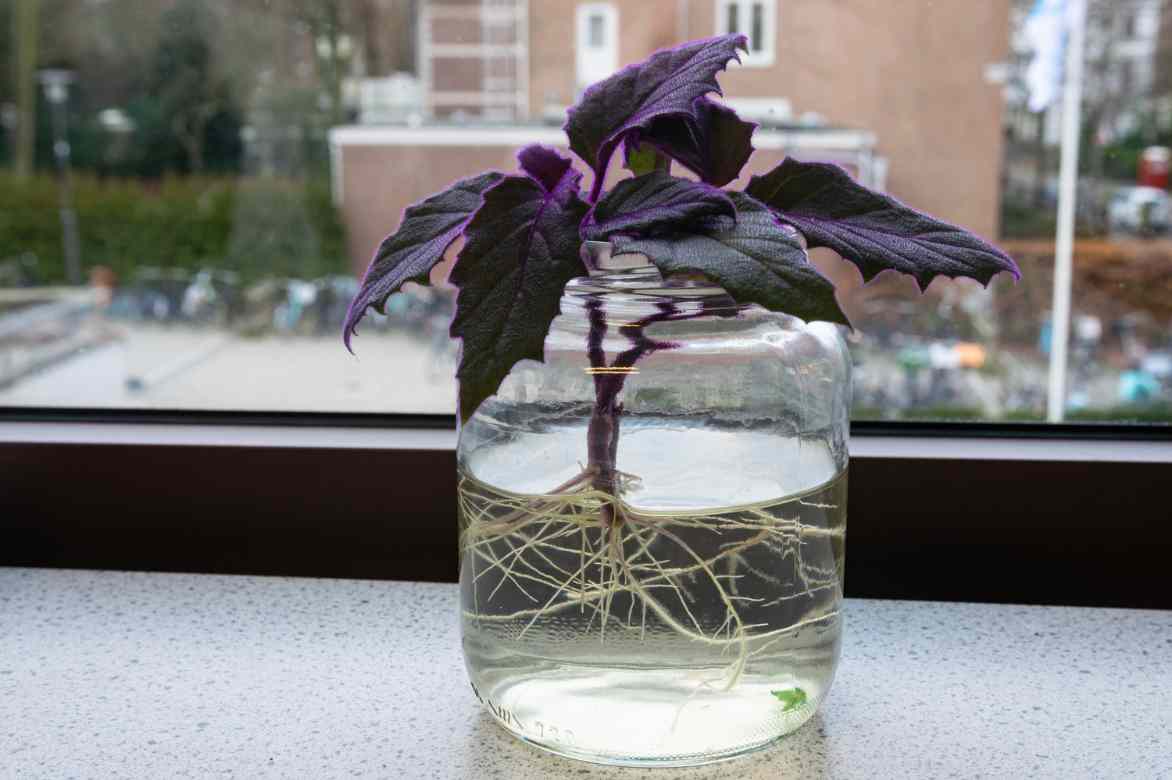 bouturage gynura