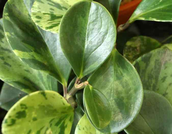 Comment bouturer un Peperomia ?