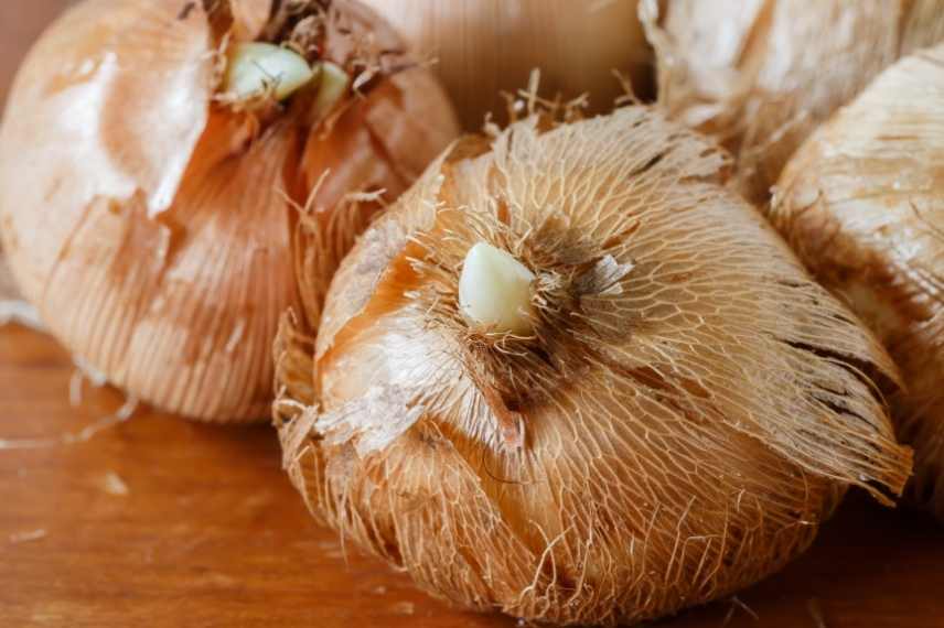 méthode pour planter les bulbes