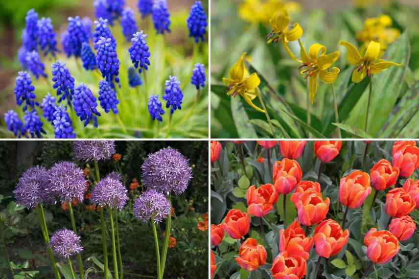 exemples bulbes printaniers