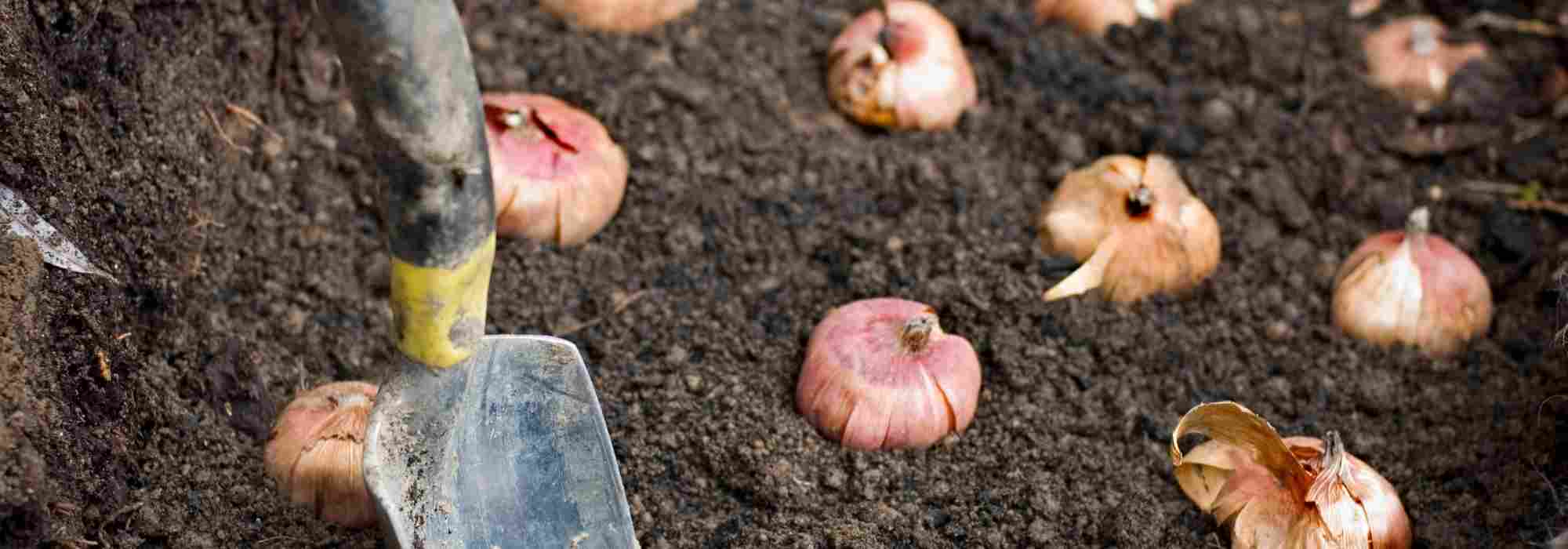 Dans quel sens planter les bulbes ?