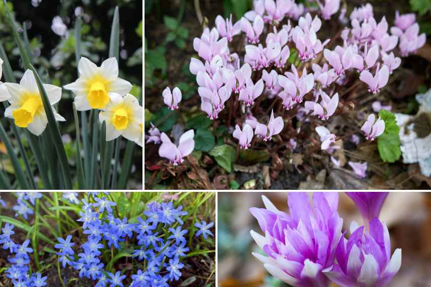 fleurs pour potee cimetiere