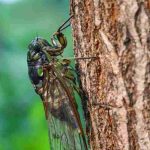 La cigale, insecte du sud au chant typique des jardins en été