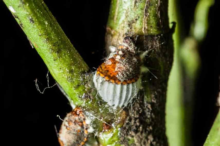 dypsis palmier areca ravageurs