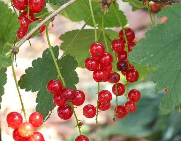 Taille des groseilliers : quand et comment bien la réussir ?