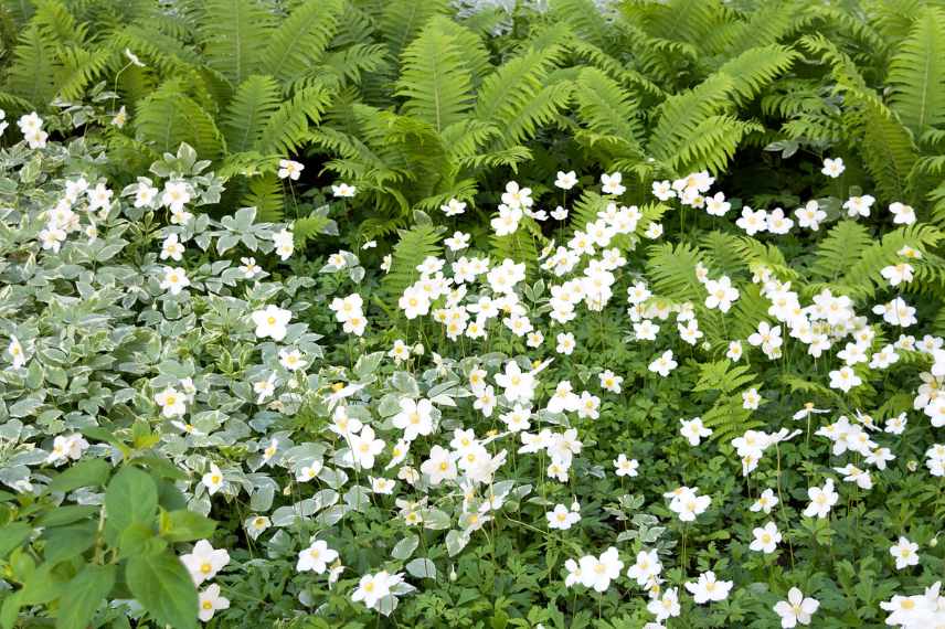 couvre sol envahissant