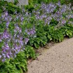 Comment couvrir le sol sans se laisser envahir ? Nos plantes couvre-sol favorites