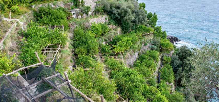 mal secco reconnaitre