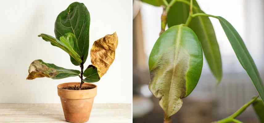 ficus malade