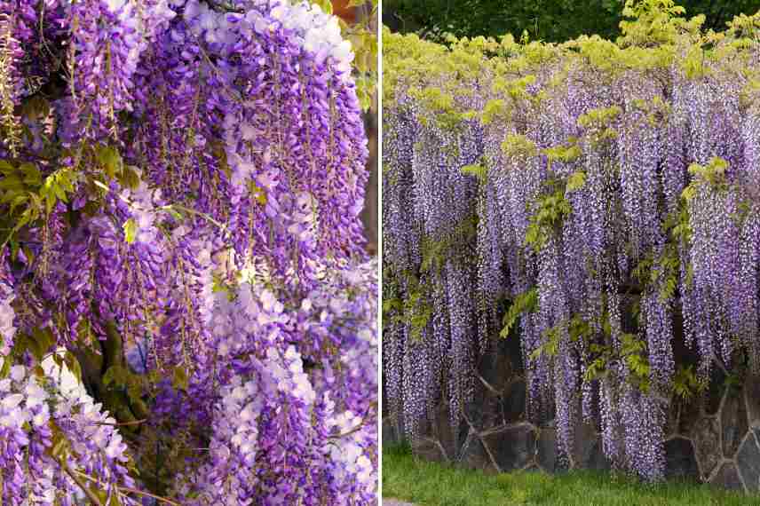 glycine fleurs floraison differente