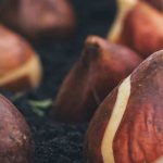 Tout savoir sur les différents bulbes à fleurs pour réussir leur culture