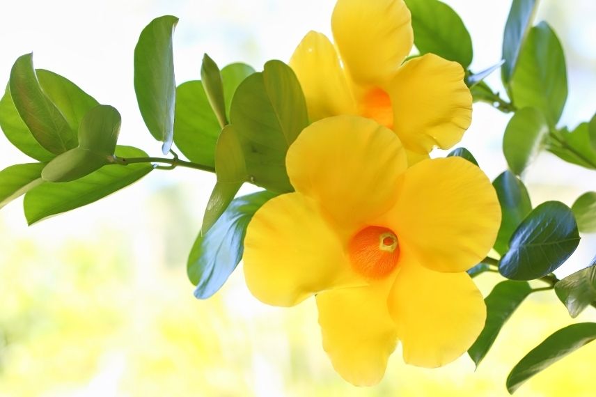 dipladenias port compact