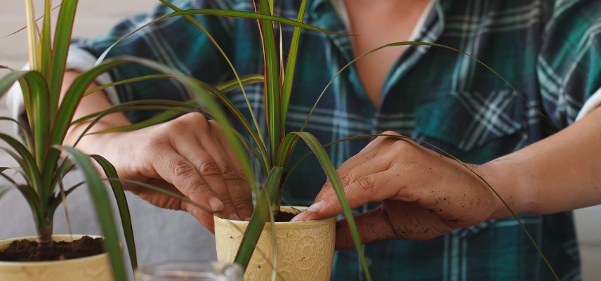 plantation d'un dragonnier de madagascar