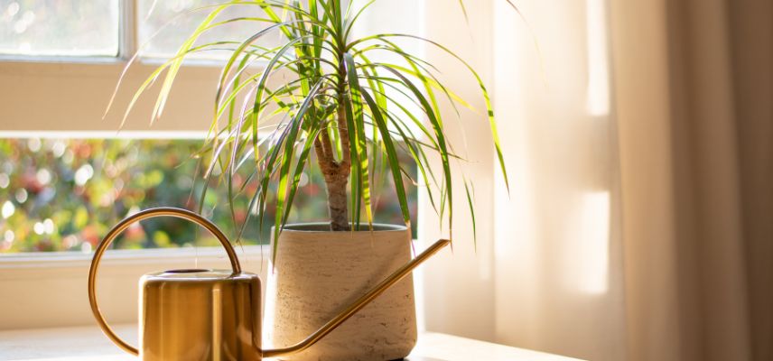 dracaena et arrosoir