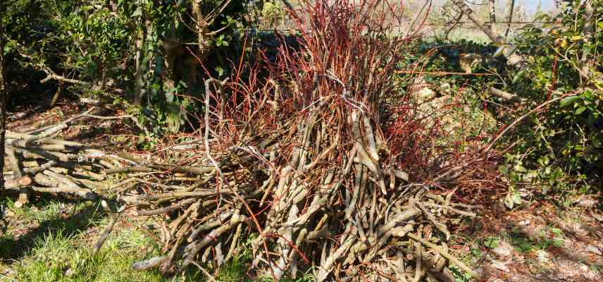 punaises diaboliques comment s en debarrasser