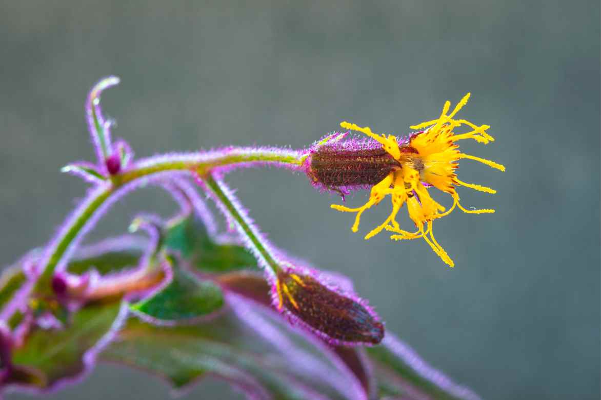 entretien Gynura fleurs