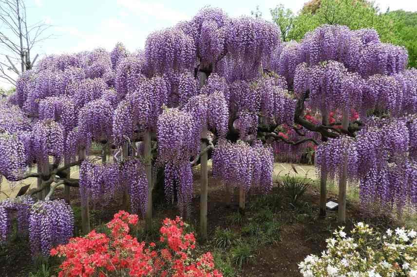 Wisteria sinensis tige arbre