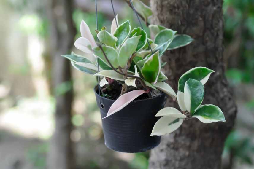 achat d'un hoya : son acclimatation