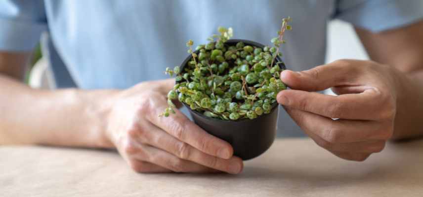 soins Peperomia en ete