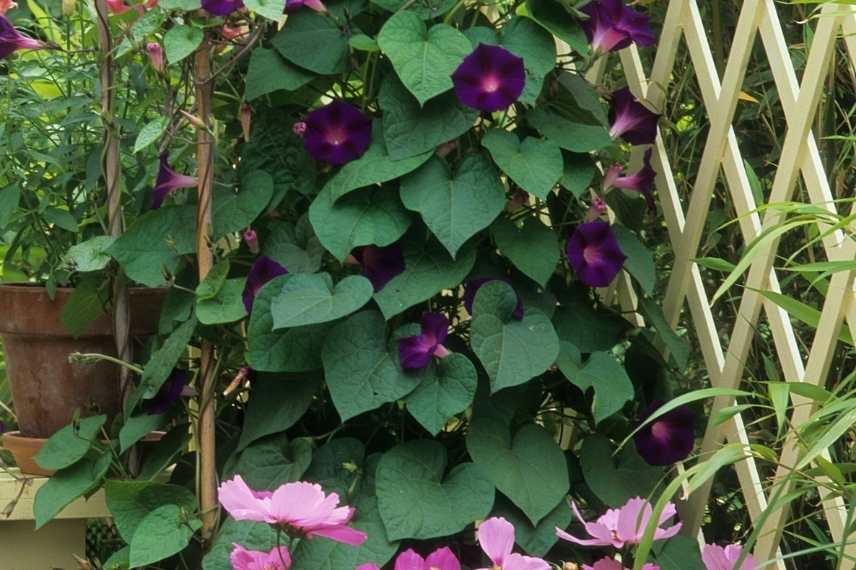 ipomée plante grimpante invasive