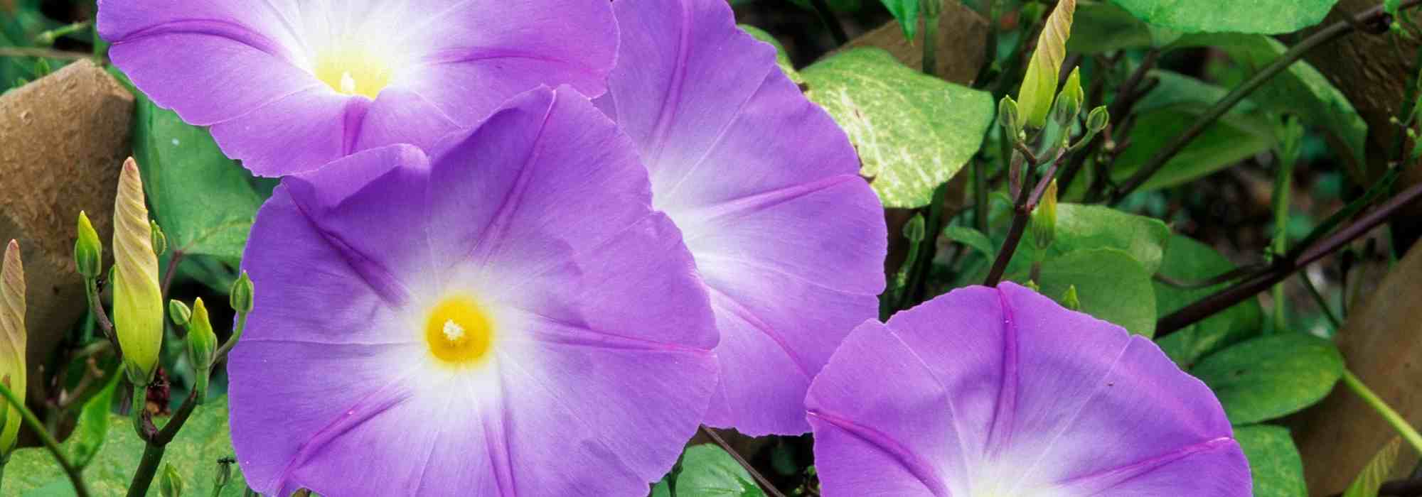 Ipomée envahissante : comment la maîtriser ?