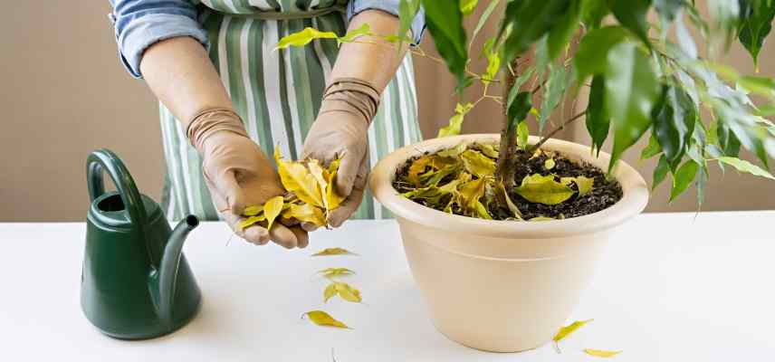maladies ficus benjamina