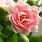 Kalanchoé en intérieur : nos conseils pour un entretien réussi