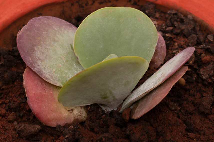 Feuillage d'un jeune Kalanchoe thyrsiflora