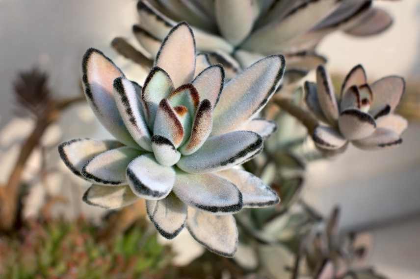 Zoom sur le feuillage duveuteux d'un kalanchoé tomentosa