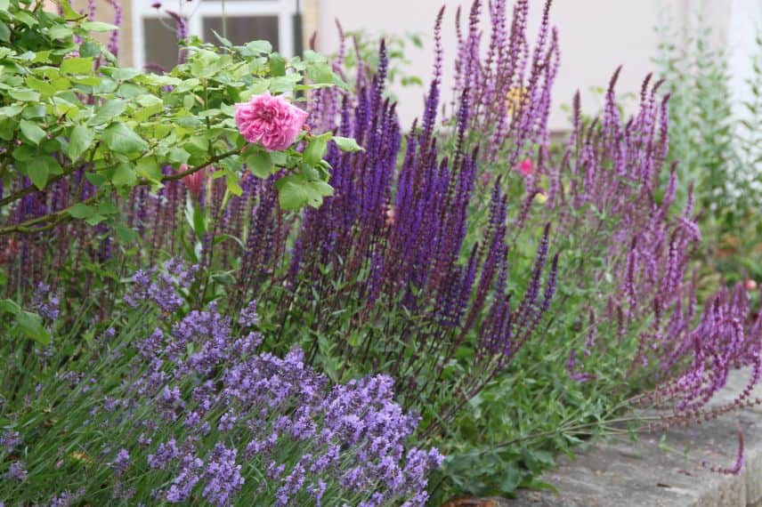lavande, agastache, rosier