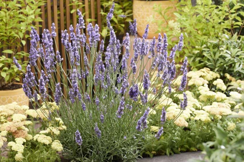 Une lavande entouré d'achilée au jardin