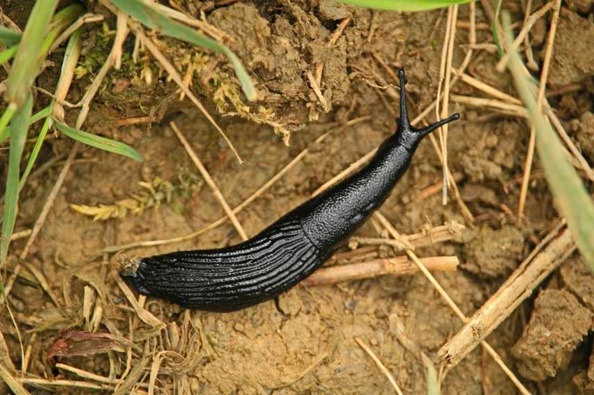 Où sont cachées les limaces la journée ?