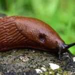 Qu'est-ce qui attire vraiment les limaces dans votre jardin ?