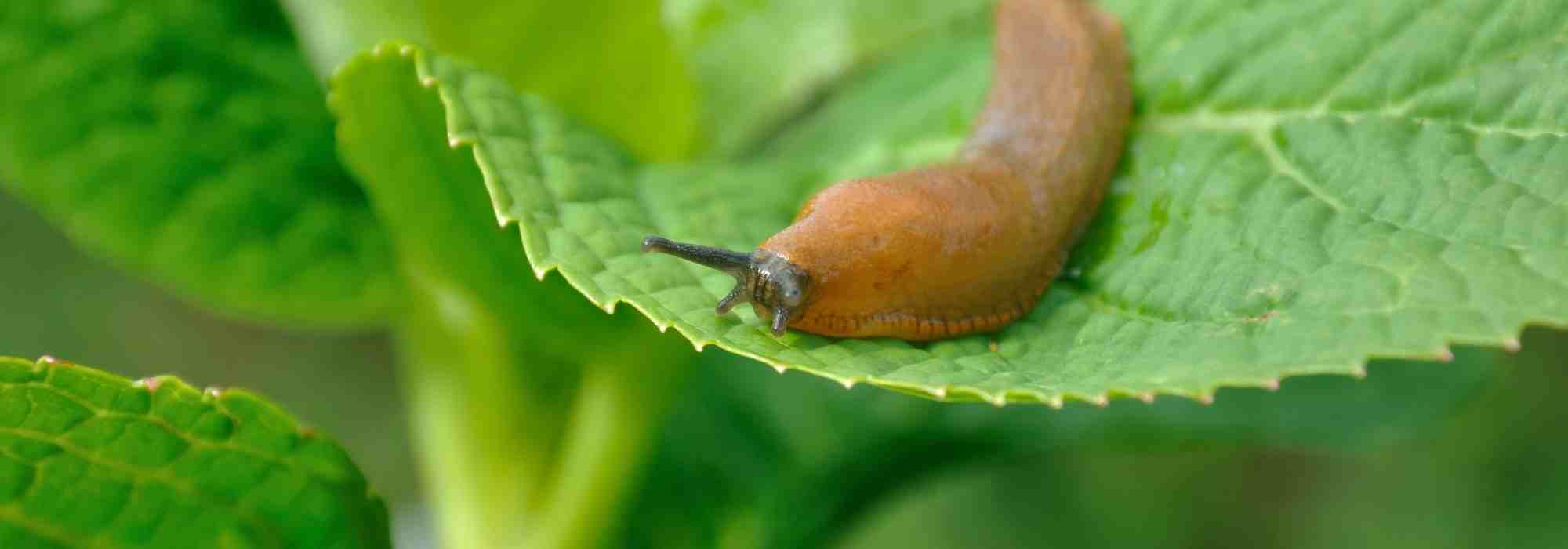 Où se cachent les limaces la journée ? Leurs abris enfin dévoilés
