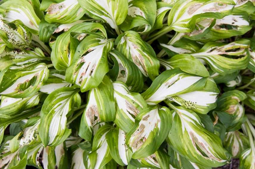 plantes qui attirent les limaces