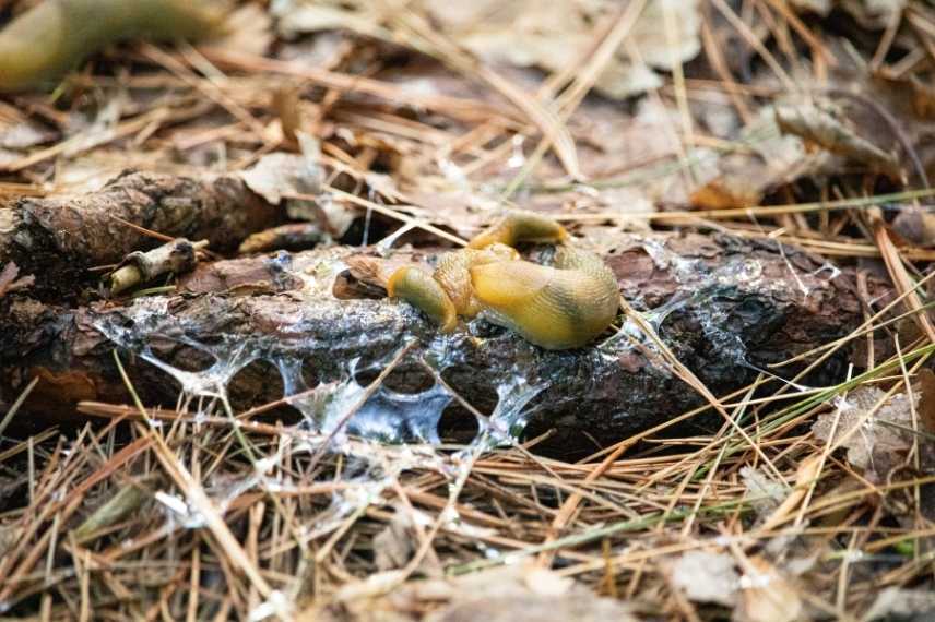 où se cachent les limaces le jour ?