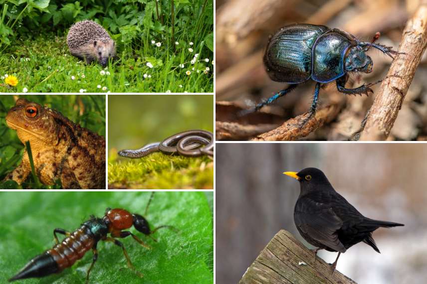 favoriser les prédateurs des limaces