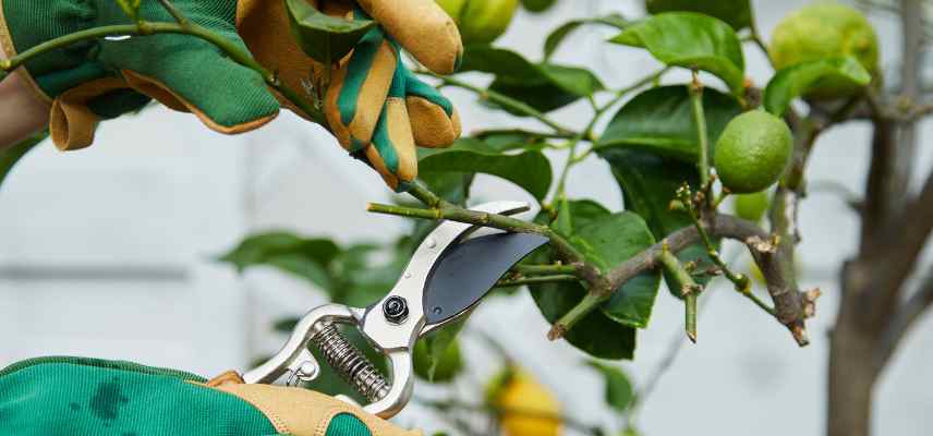 outils de taille citron