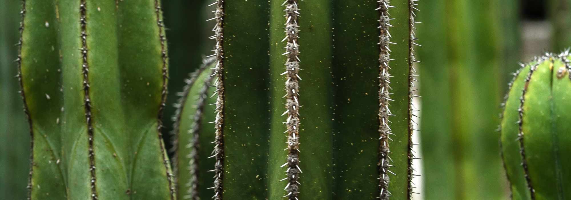 Les maladies et parasites de l’euphorbe cactus