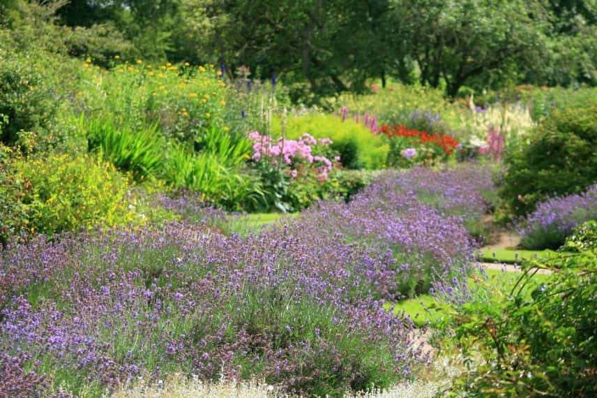 une longue bande de lavande au milieu d'un massif